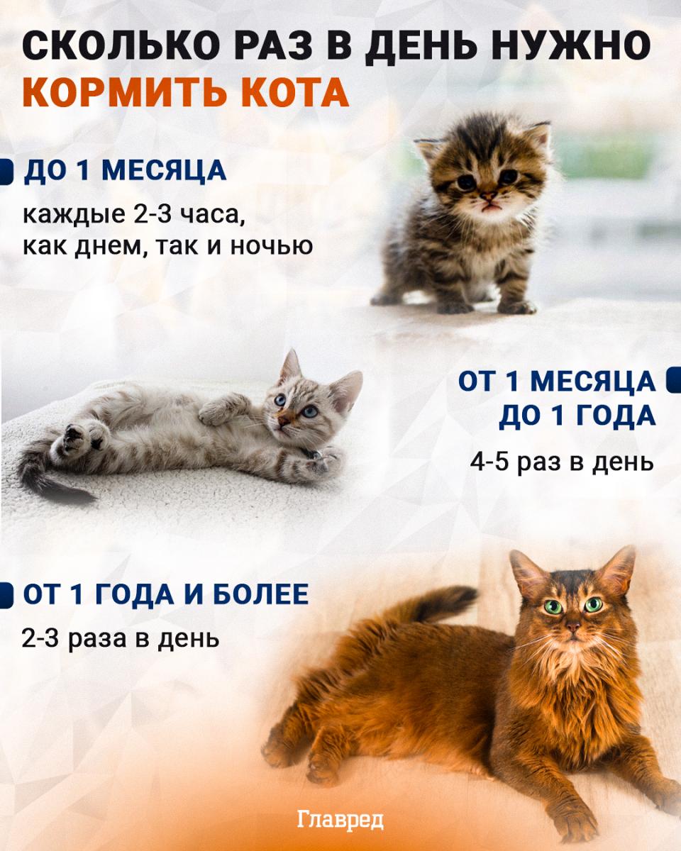 katt, katt, hur många gånger om dagen ska man mata en katt, Glavred infographic