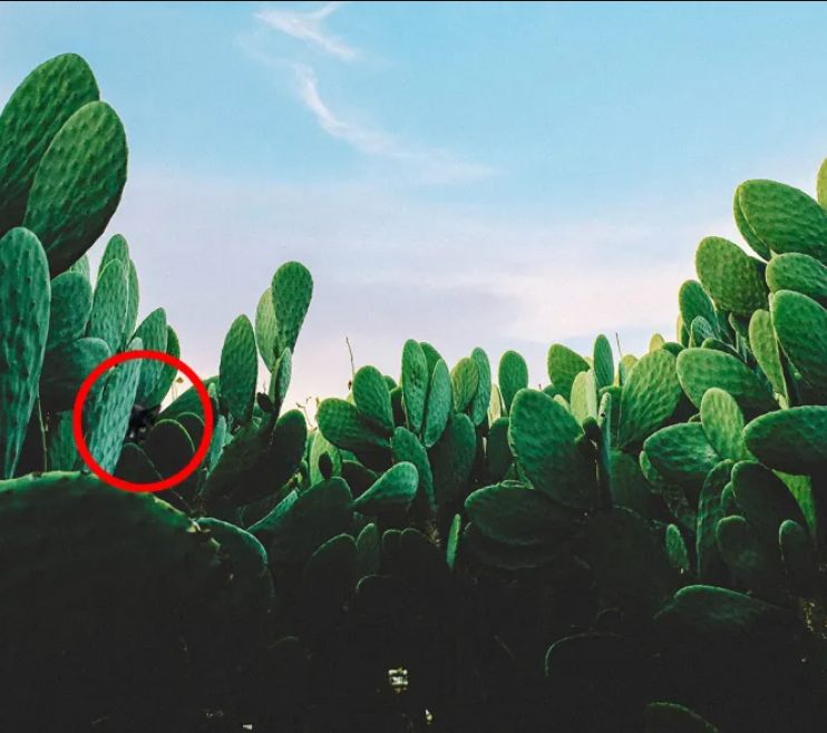 Endast de mest uppmärksamma kommer att hitta katten bland kaktusarna: en rolig optisk illusion