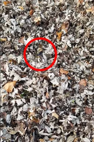 Det korrekta svaret på pusslet 