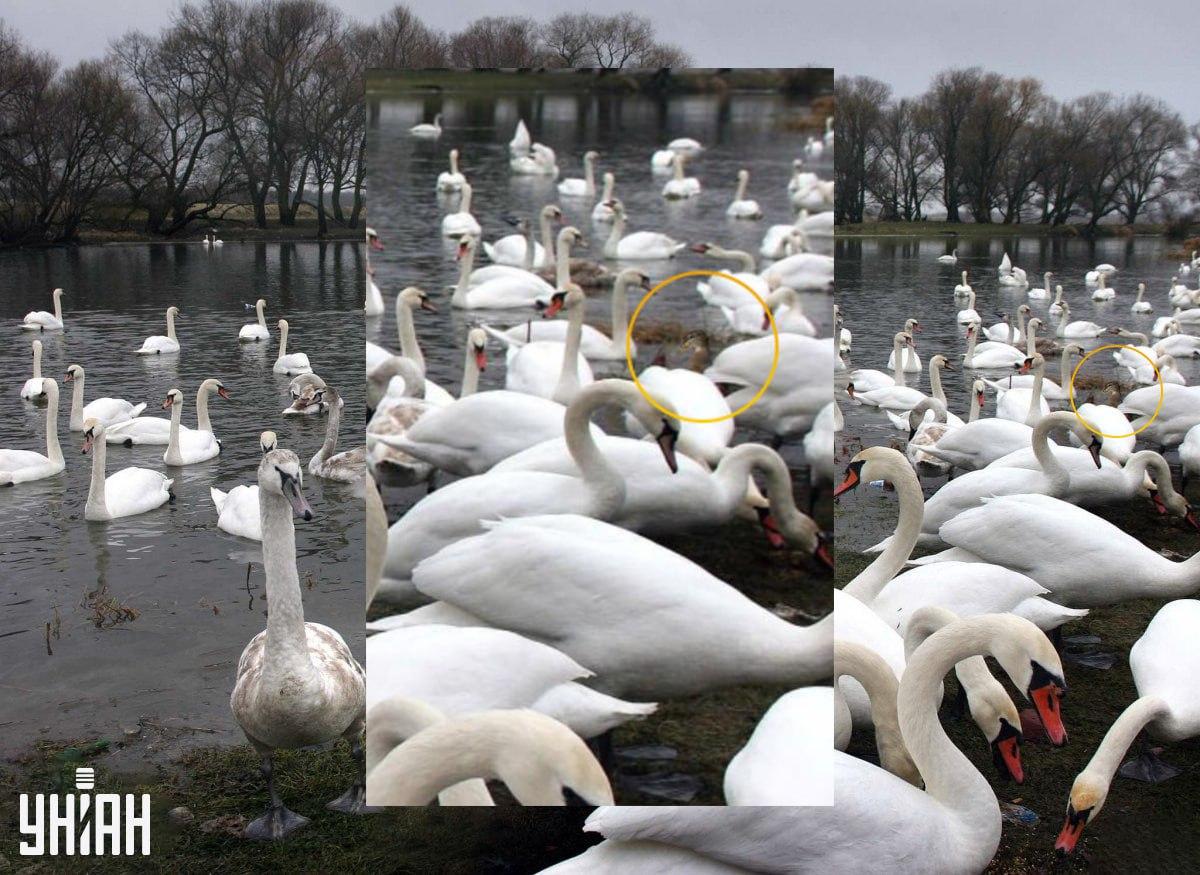 Vi gömde medvetet ankan så här / Moje Collage