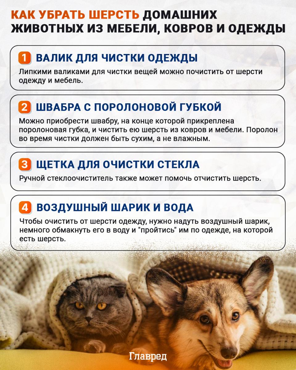 Hur man tar bort husdjurshår infographic