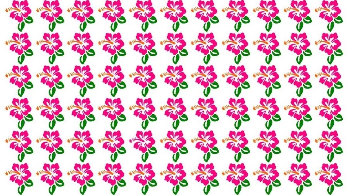 Hitta den ovanliga hibiskusen på bilden / foto av Fresherslive