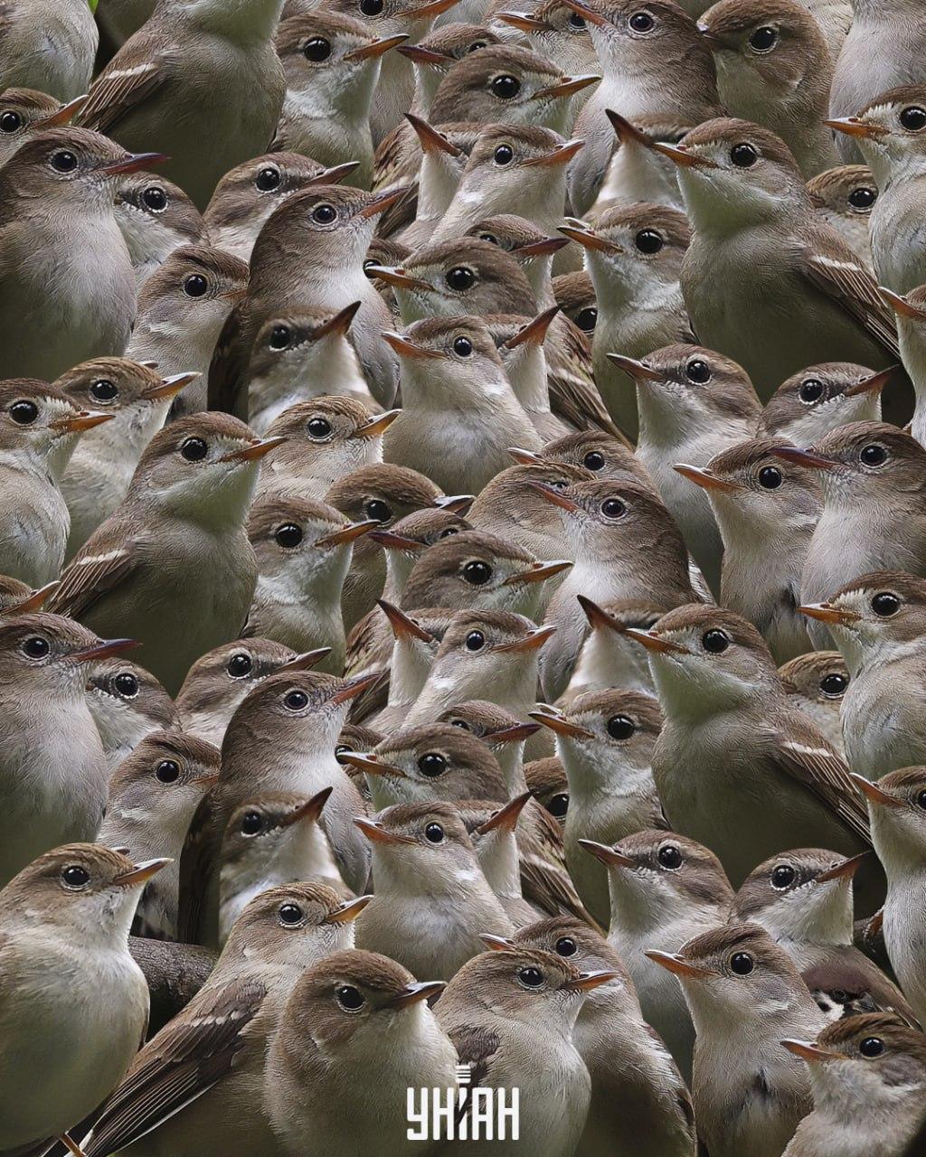 Du ska leta efter en sparv bland näktergalar / Moje collage