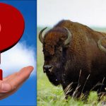 Alla ser bisonoxar, men du måste hitta en fjäril på