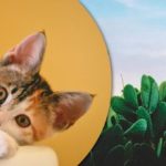 Bara de mest uppmärksamma hittar en katt bland kaktusarna: en