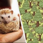 Det snällaste pusslet: hitta igelkotten i skogen på 30 sekunder