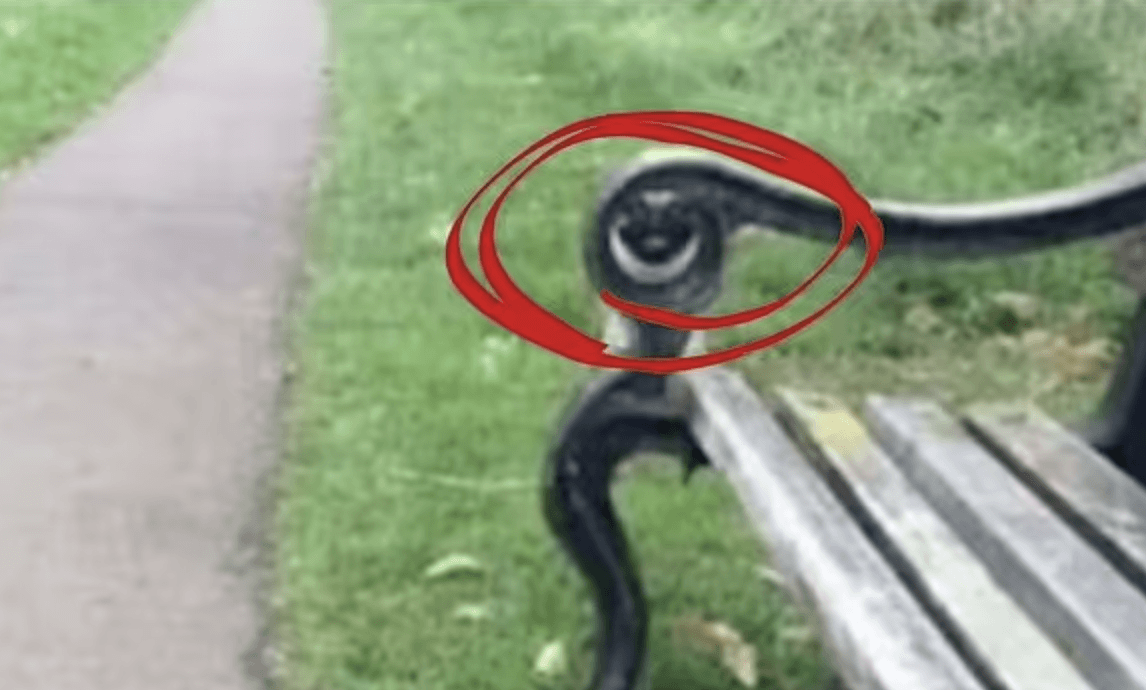 Här är hunden gömd / foto av TikTok/edaiibuggout1