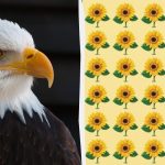 Du har örnblick om du kan hitta den udda solrosen