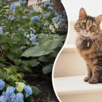 En riktig detektivgåta: Du måste hitta katten på åtta sekunder.