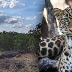 Endast de mest uppmärksamma kommer att se en leopard i