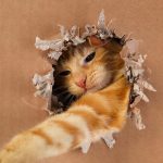 Hur mycket geni din katt är: ett enkelt IQ-test med