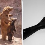 Måste hitta katten i djurparken på 7 sekunder: ett mycket