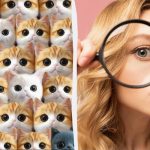 Var är den riktiga katten: ett fantastiskt pussel som ska