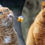 Varför en katt mja utan anledning: hur man löser problemet